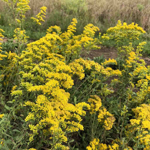Blue Stemmed Goldenrod "Solidago caesia"