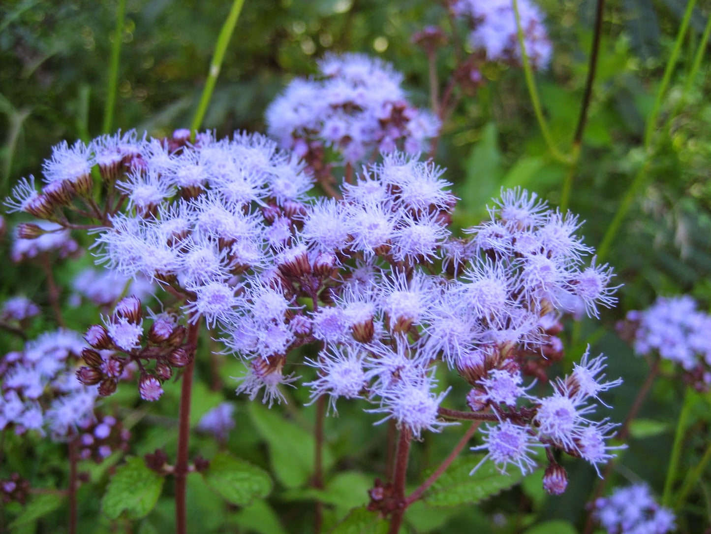 Blue Mistflower "Conoclinium coelestinum"
