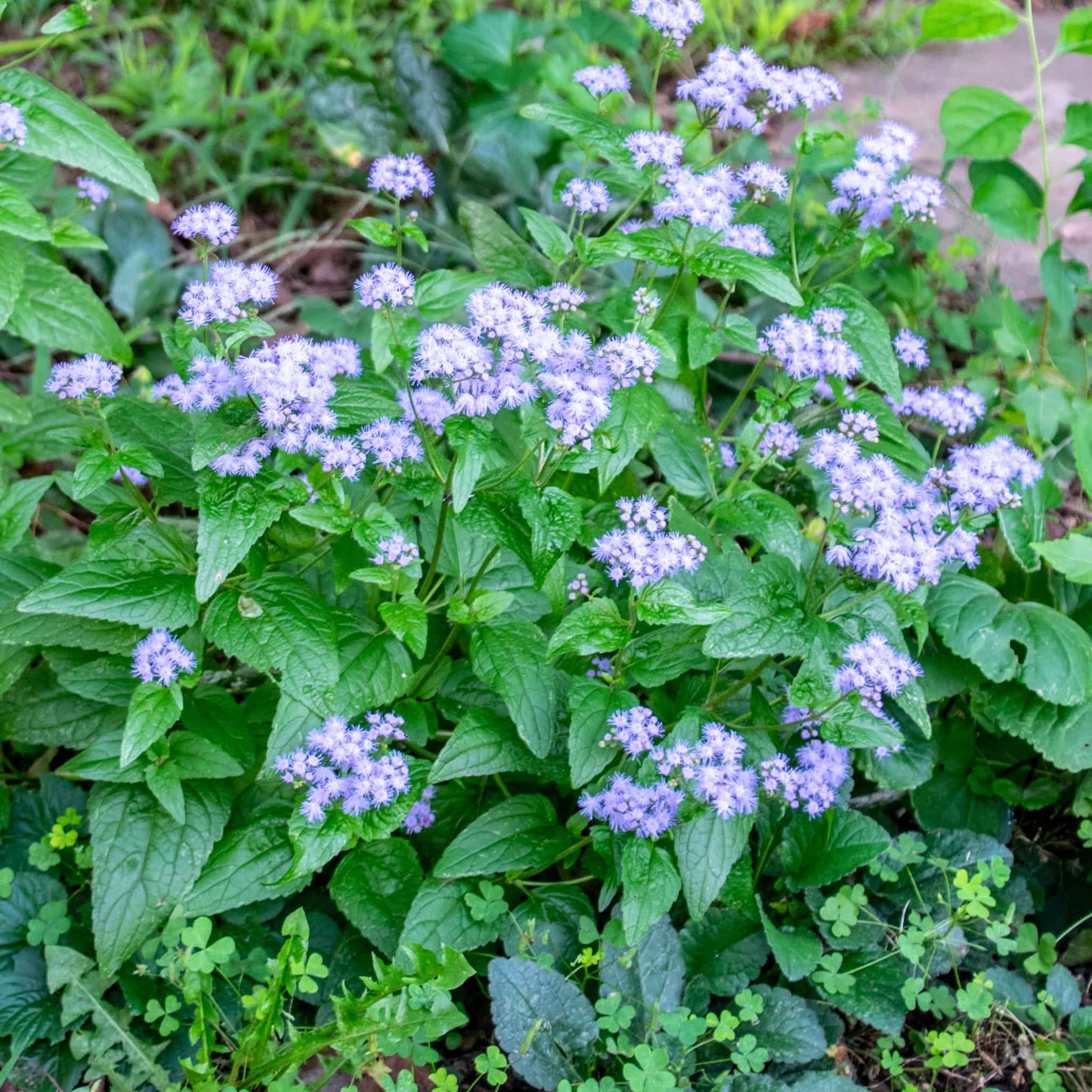 Blue Mistflower "Conoclinium coelestinum"