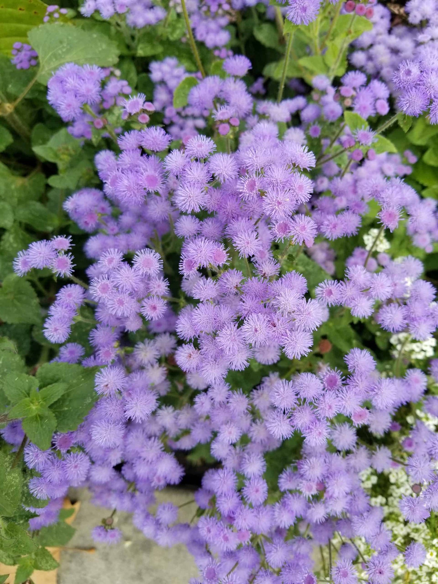 Blue Mistflower "Conoclinium coelestinum"