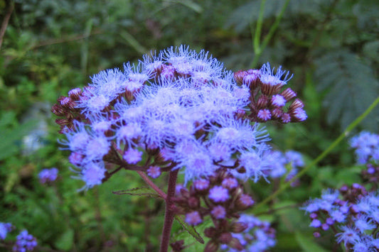 Blue Mistflower "Conoclinium coelestinum"