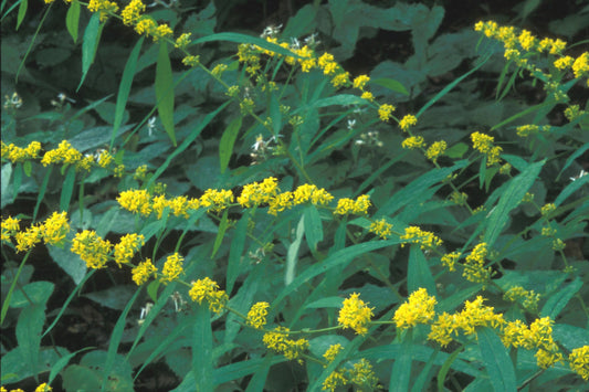 Blue Stemmed Goldenrod "Solidago caesia"