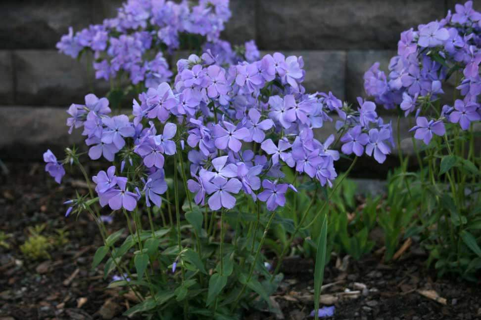 Wild Blue Woodland Phlox "Phlox diviricata"