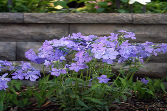 Wild Blue Woodland Phlox "Phlox diviricata"