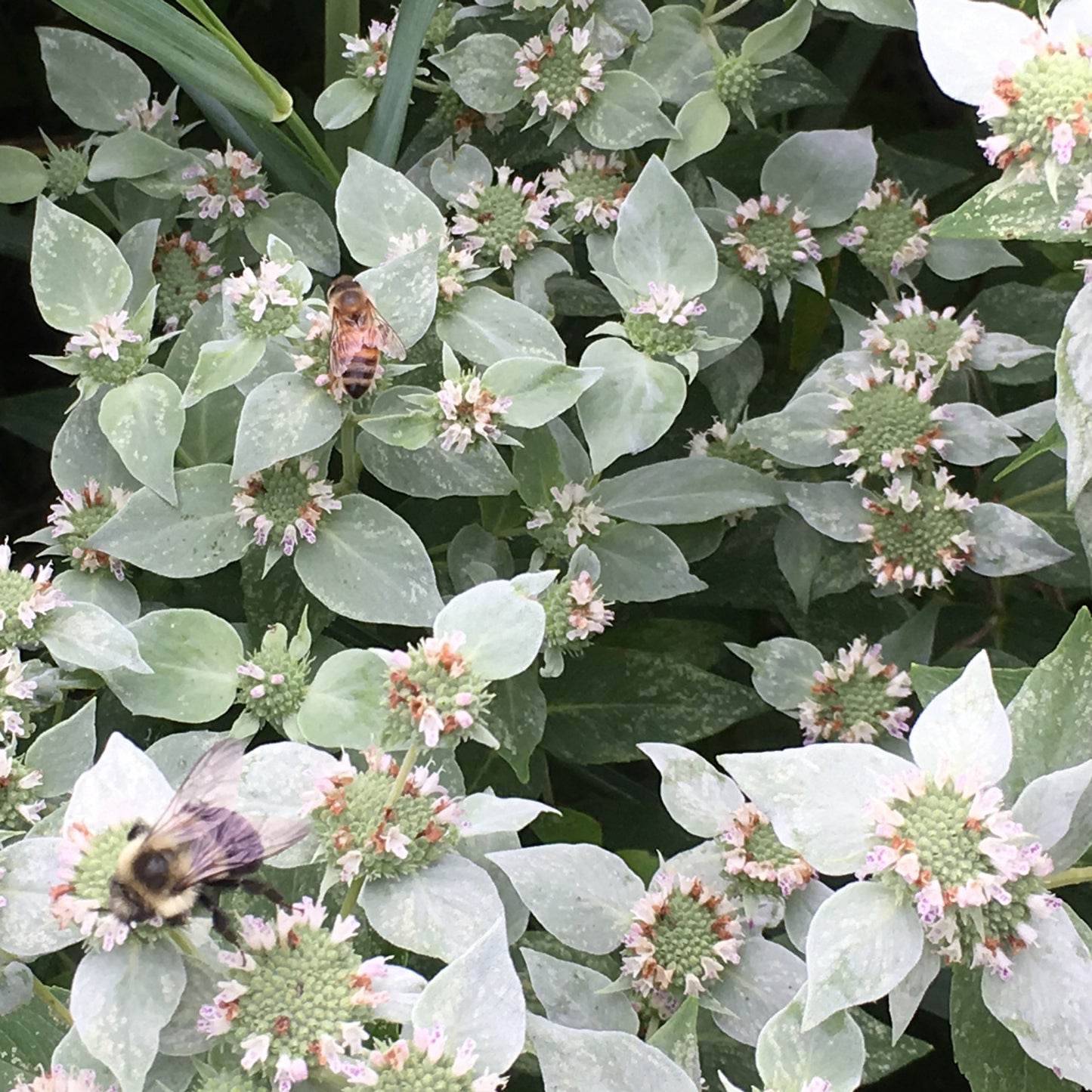 Clustered Mountain Mint "Pycnanthemum muticum"