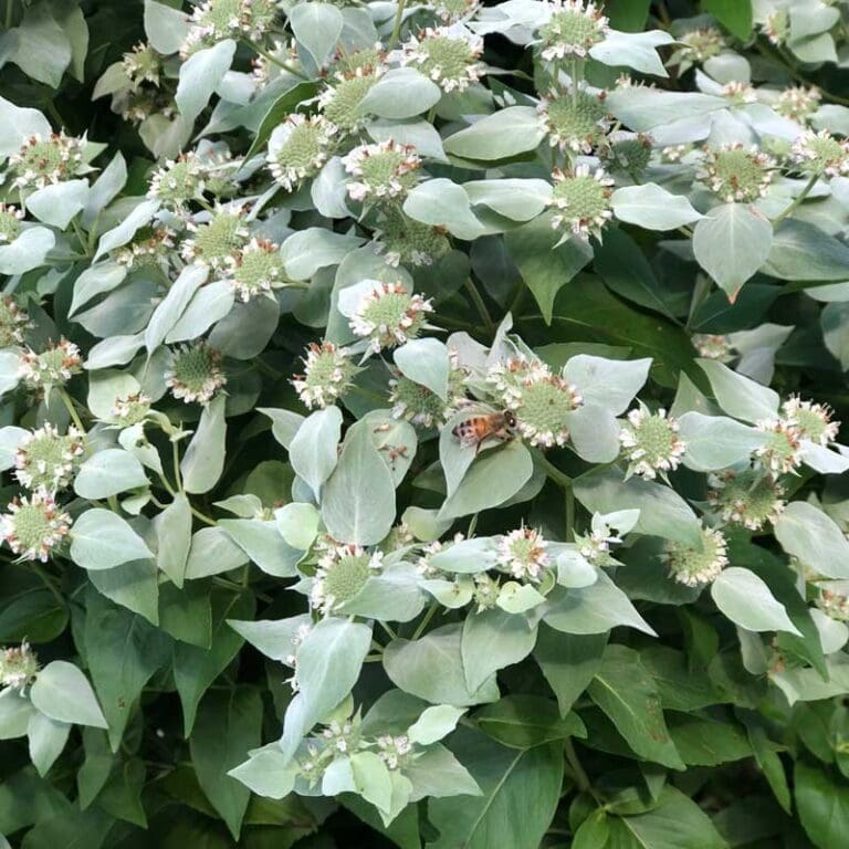 Clustered Mountain Mint "Pycnanthemum muticum"