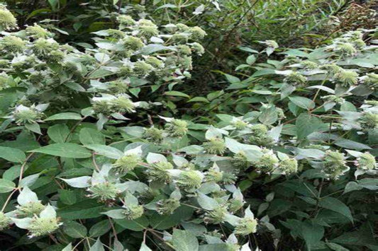 Clustered Mountain Mint "Pycnanthemum muticum"