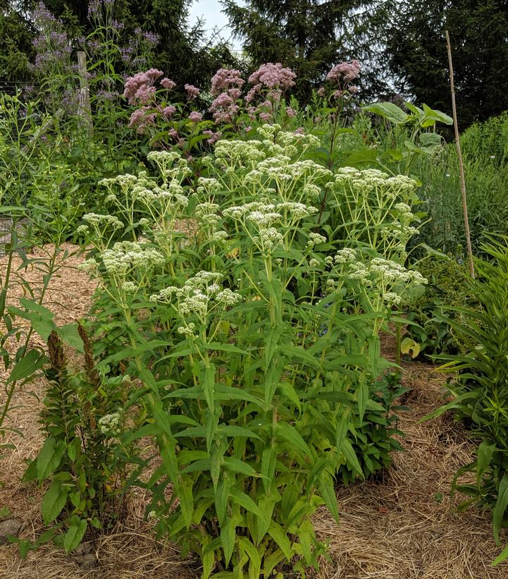 Boneset "Eupatorium perfoliatum"