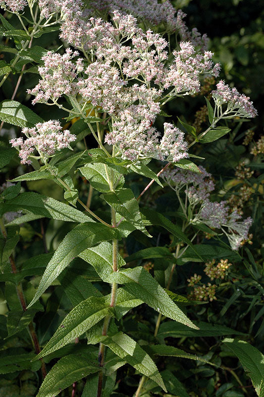 Boneset "Eupatorium perfoliatum"