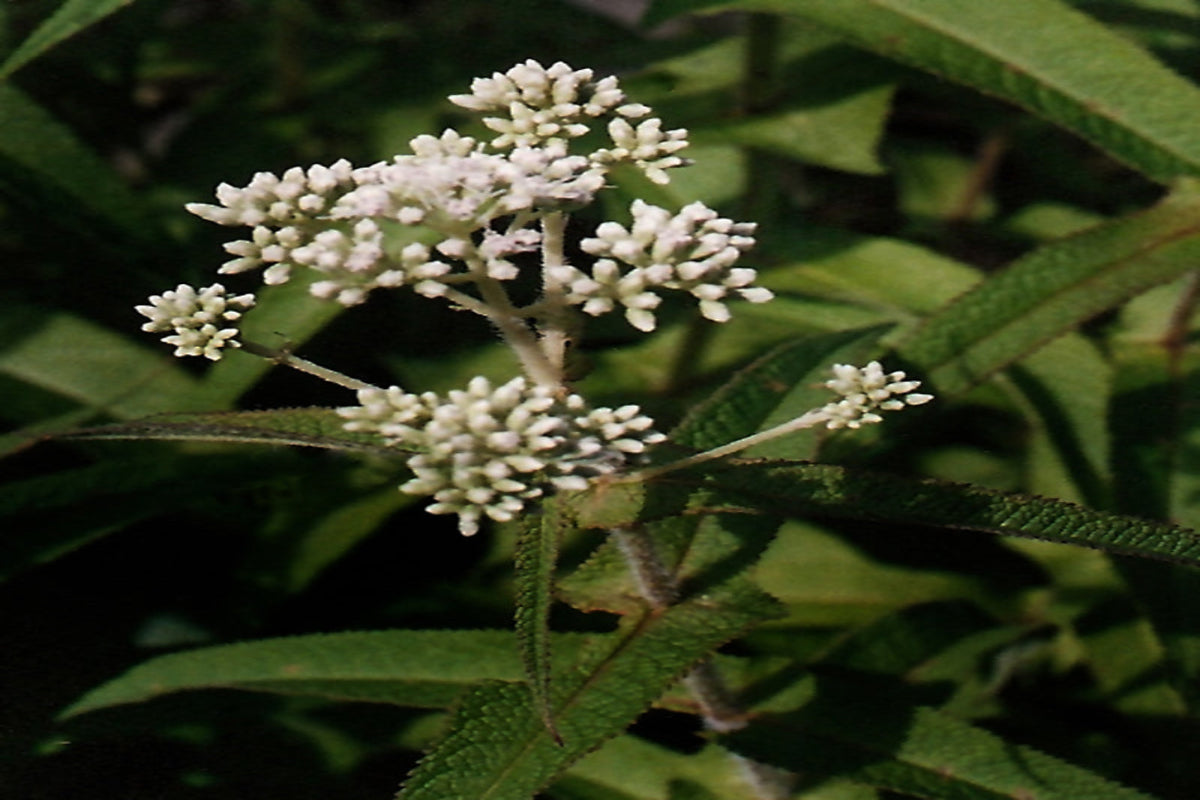 Boneset "Eupatorium perfoliatum"