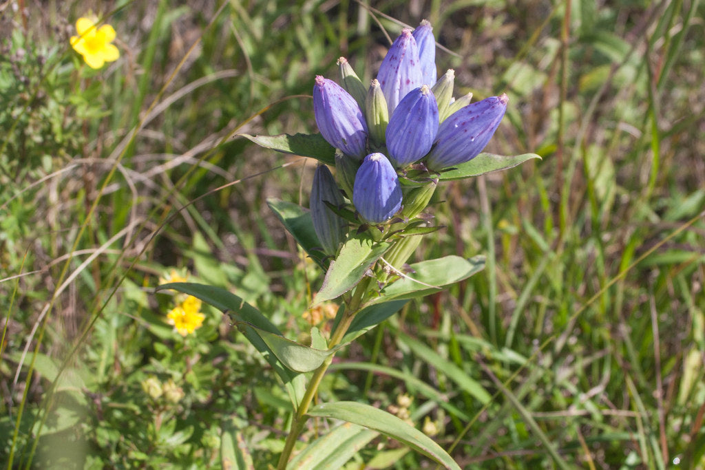 Bottle Gentian "Gentiana andrewsii"