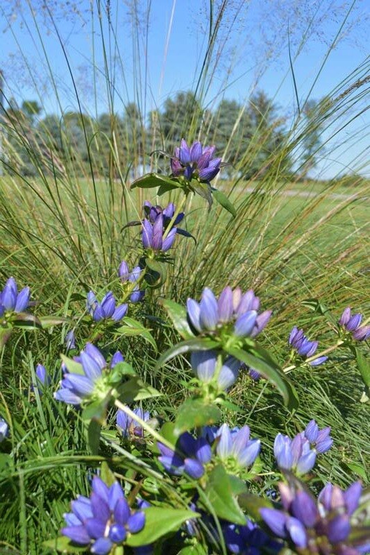Bottle Gentian "Gentiana andrewsii"
