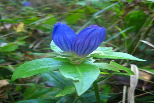 Bottle Gentian "Gentiana andrewsii"