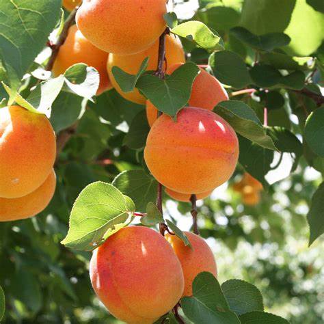 TreeYo Peach-Bounty