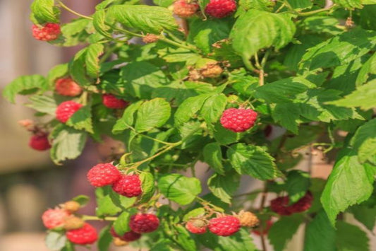 TreeYo Raspberry - Boyne Red - Summer & Fall