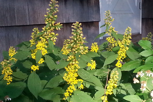 Zig Zag Goldenrod "Solidago flexicaulis"