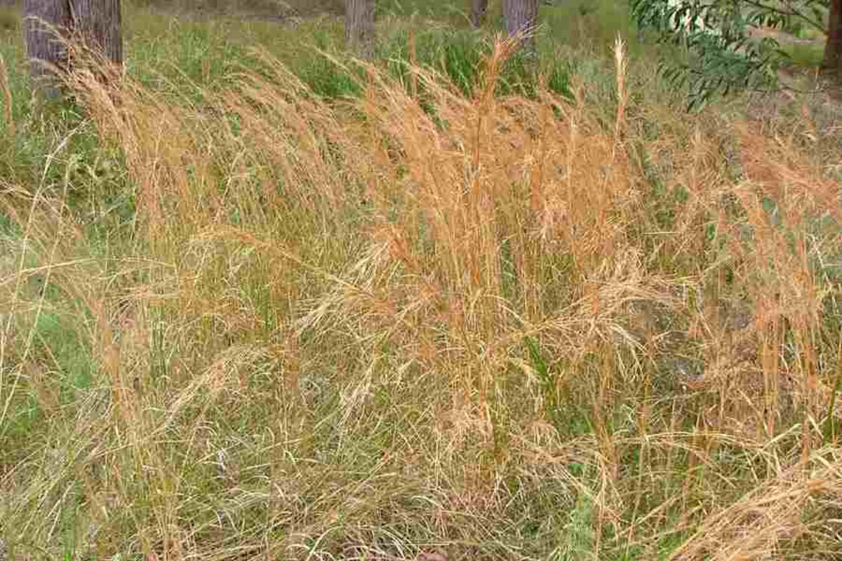 Broomsedge Bluestem "Andropogon virginicus"