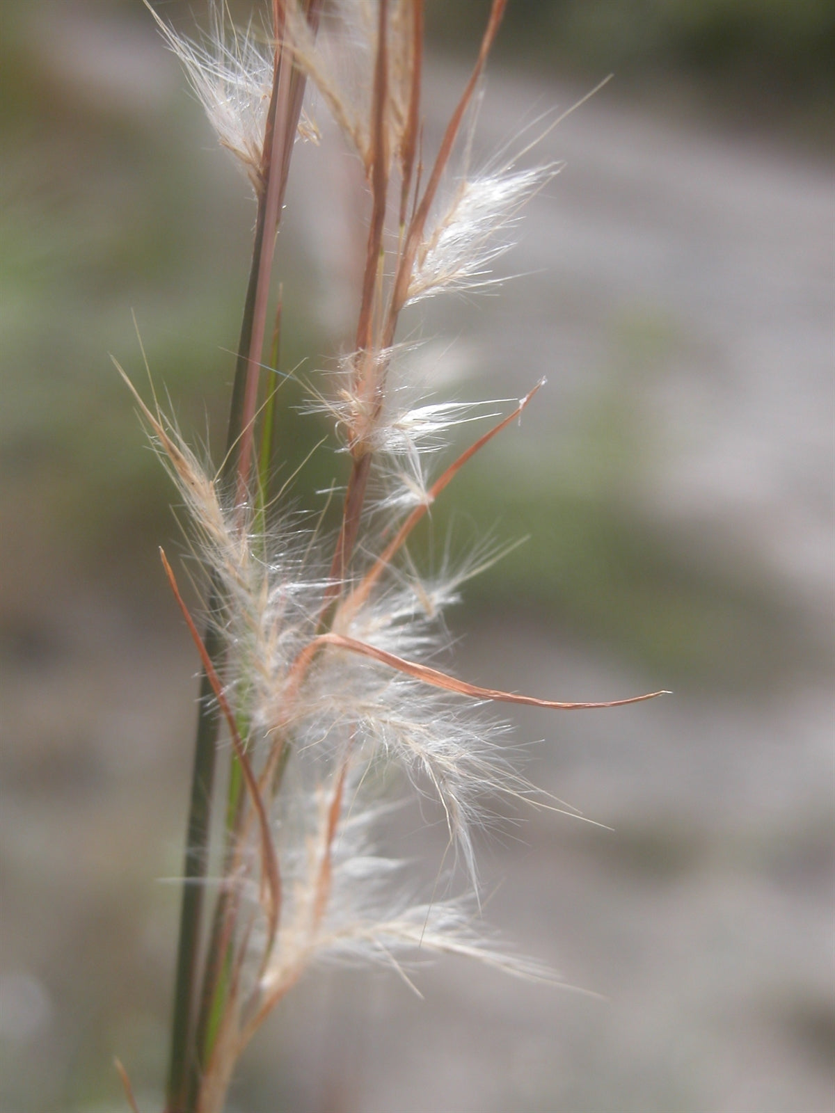 Broomsedge Bluestem "Andropogon virginicus"