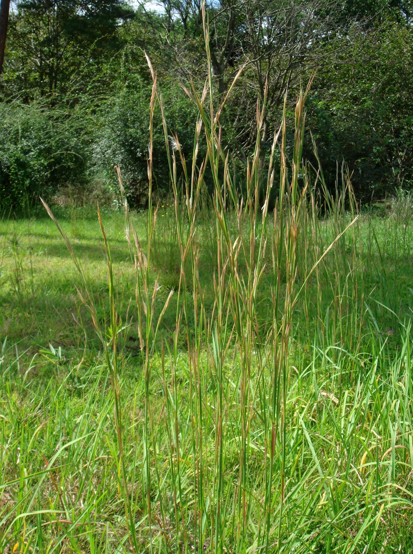 Broomsedge Bluestem "Andropogon virginicus"