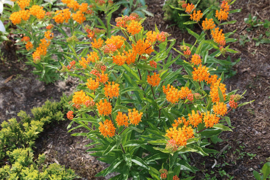 Butterfly Weed "Asclepias tuberosa"