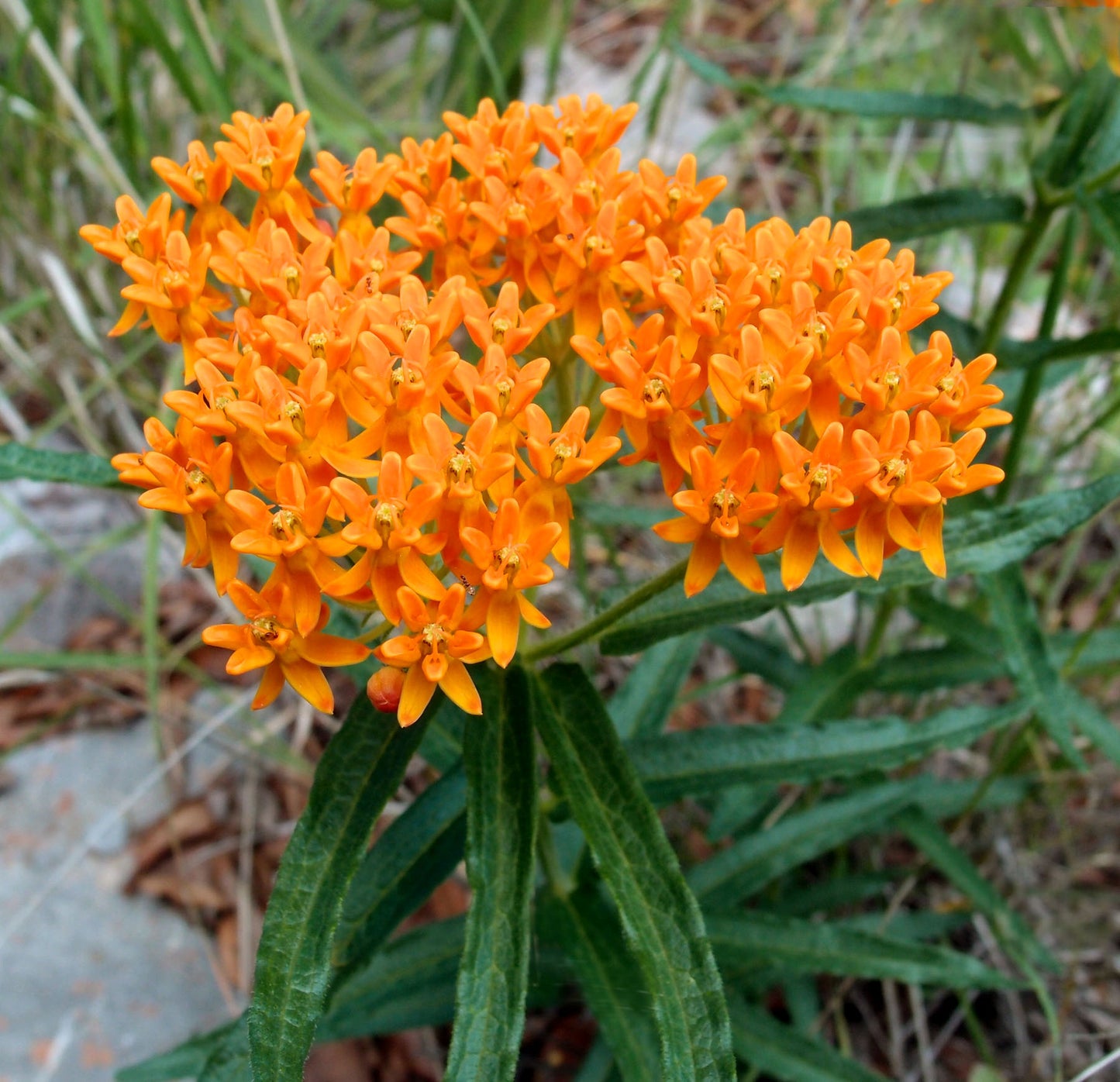 Butterfly Weed "Asclepias tuberosa"