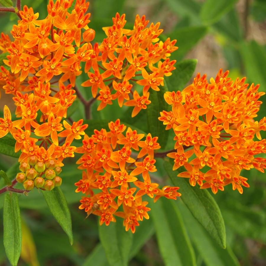Butterfly Weed "Asclepias tuberosa"