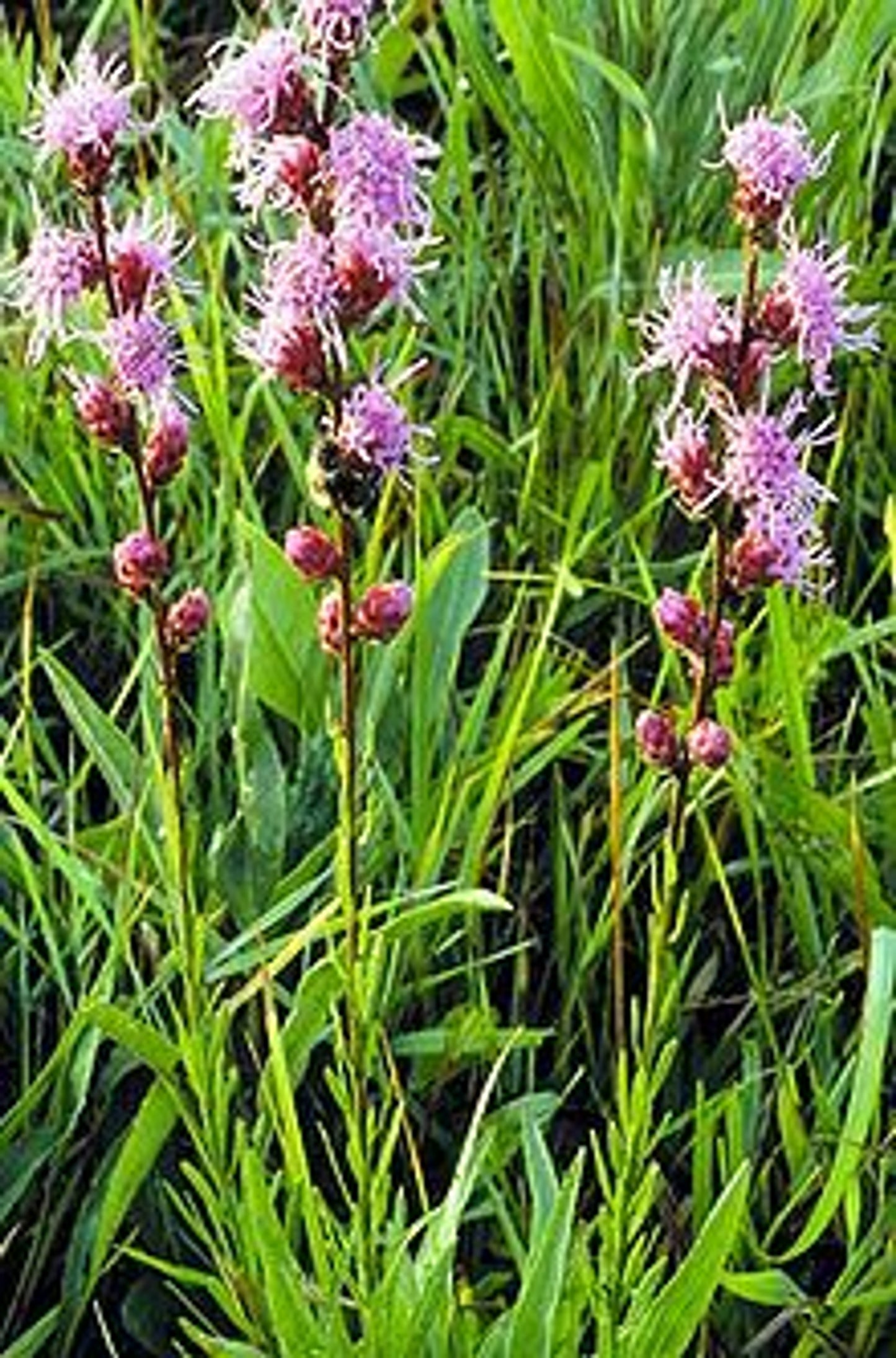 Button Blazing Star "Liatris aspera"
