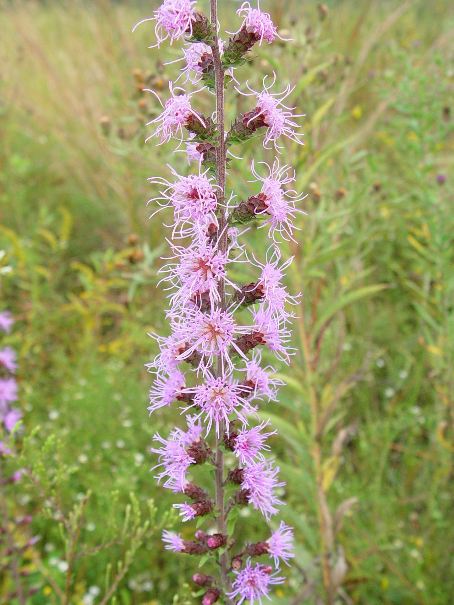 Button Blazing Star "Liatris aspera"