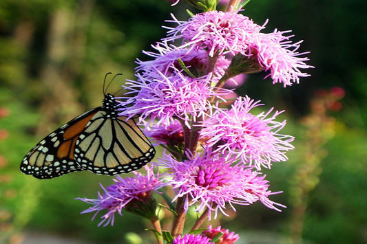 Button Blazing Star "Liatris aspera"