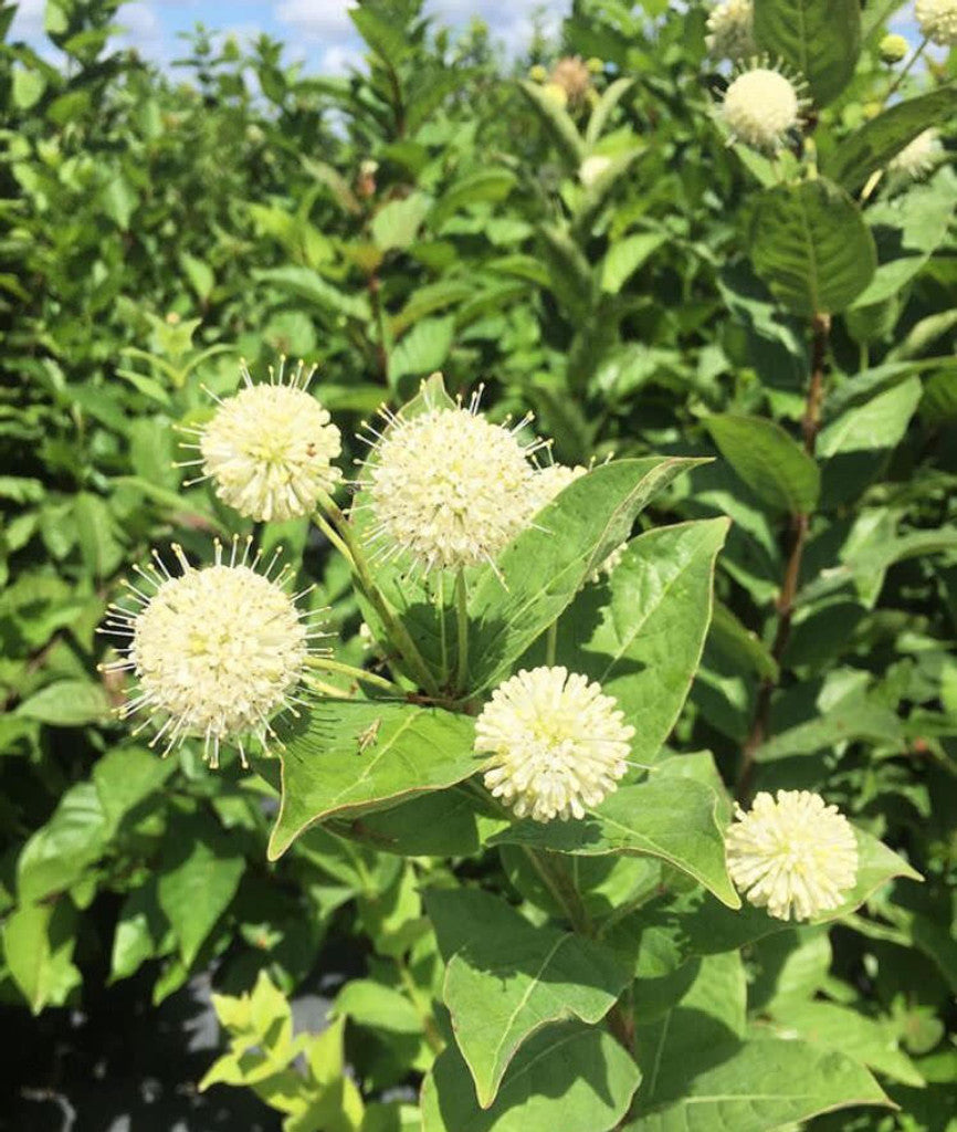 Buttonbush "Cephalanthus occidentalis"