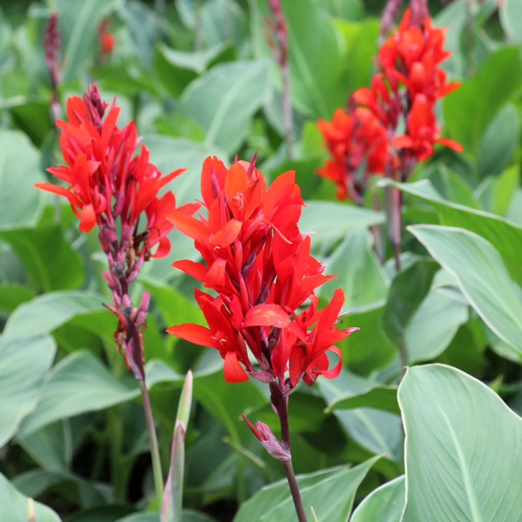 TreeYo Canna Lily-Red Flowering