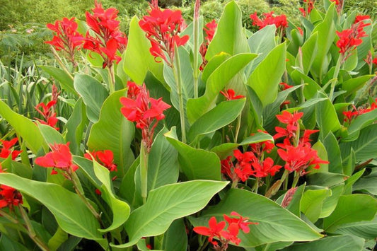 TreeYo Canna Lily-Red Flowering