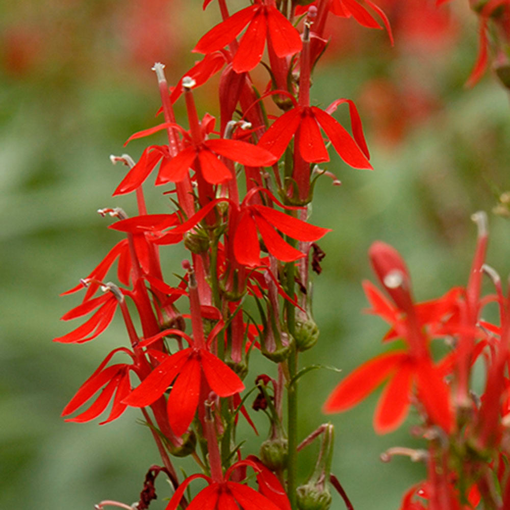 Cardinal Flower "Lobelia cardinalis"