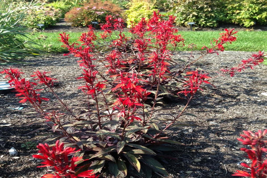 Cardinal Flower "Lobelia cardinalis"