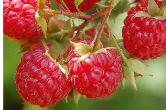 TreeYo Raspberry - Caroline Red -Summer
