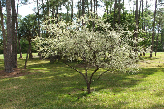 TreeYo Chickasaw Plum