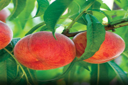TreeYo Peach - China Pearl