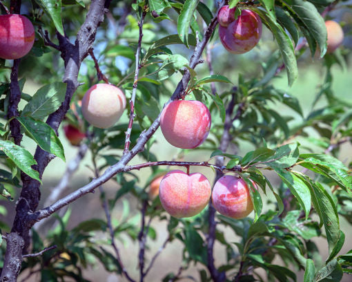 TreeYo Peach - China Pearl