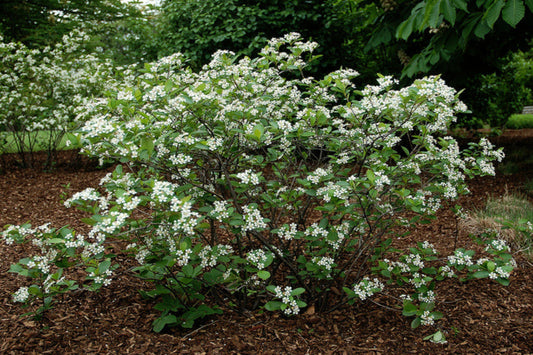 TreeYo Chokeberry Aronia-Nero