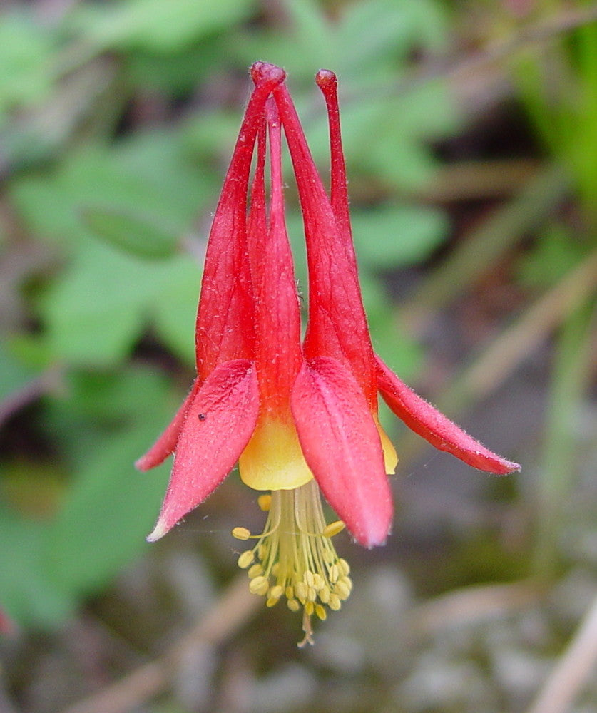 Columbine "Aquilegia canadensis"