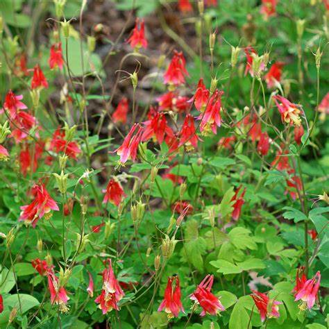 Columbine "Aquilegia canadensis"