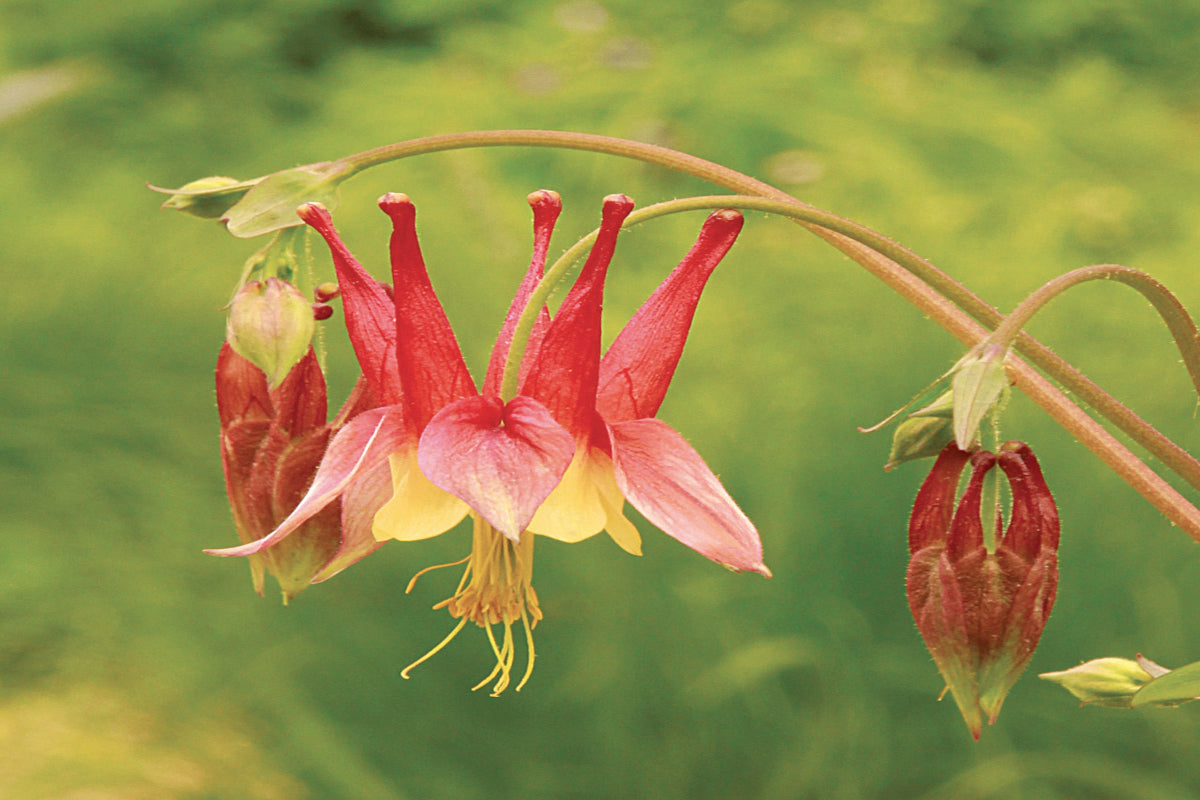 Columbine "Aquilegia canadensis"