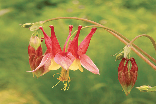 Columbine "Aquilegia canadensis"