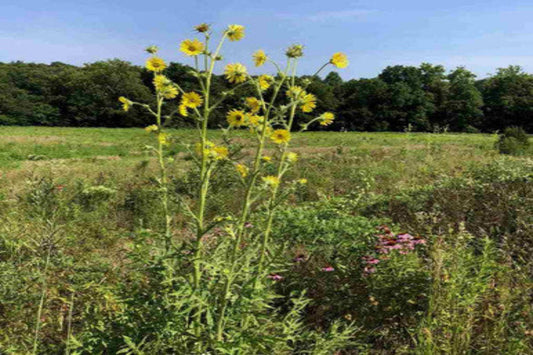 Compass Plant "Silphium laciniatum"