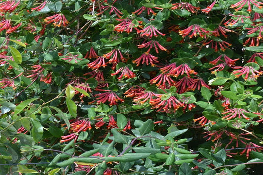 Coral Honeysuckle "Lonicera sempervirens"