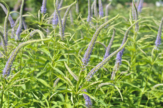 Culver's Root "Veronicastrum virginicum"