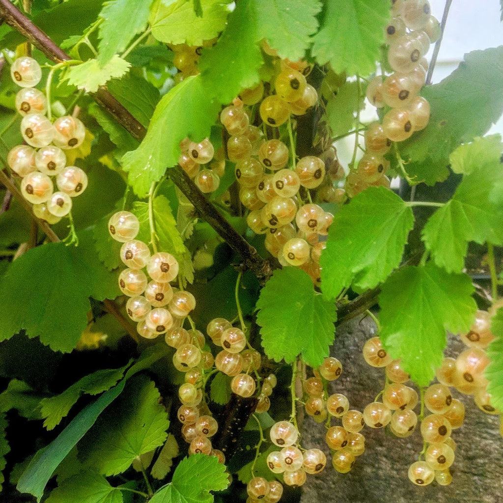 TreeYo Currant - White Imperial