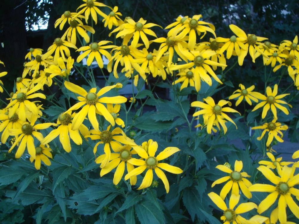 Cutleaf Coneflower "Rudbeckia laciniata"
