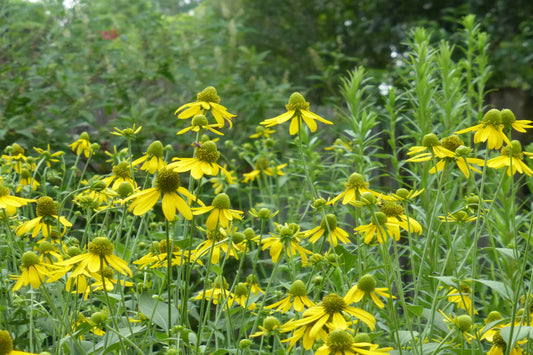 Cutleaf Coneflower "Rudbeckia laciniata"