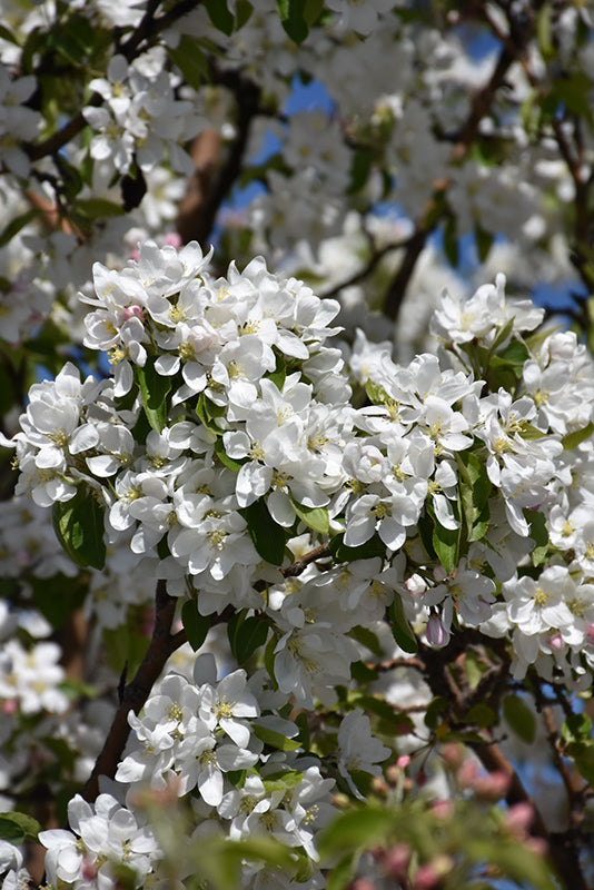 TreeYo Apple-Dolgo Crabapple -Semi-Dwarf